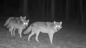 🐺🐺🐺 фото ловушка.