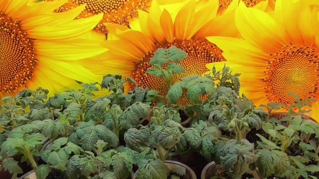 Проект Томатный Гном.  Гномы - какие они в рассаде? 2021 год.