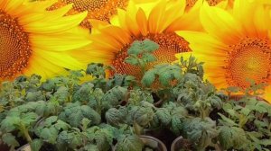 Проект Томатный Гном.  Гномы - какие они в рассаде? 2021 год.