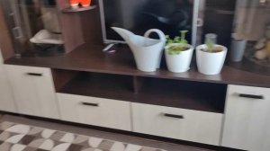 Снова борьба с цветочной мошкой, пеку овсяно ржаной хлеб.