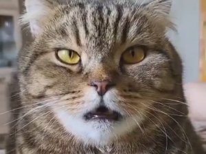 Ой-ё! Надо ж такое услышать!🙀