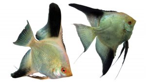 Скалярия Болгарская