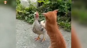 Приколы с животными🤣