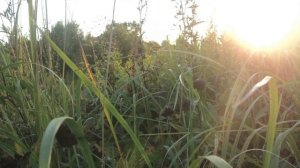 Костер любви муз.исполнение Олег Сапегин,сл. Алла Колмакова