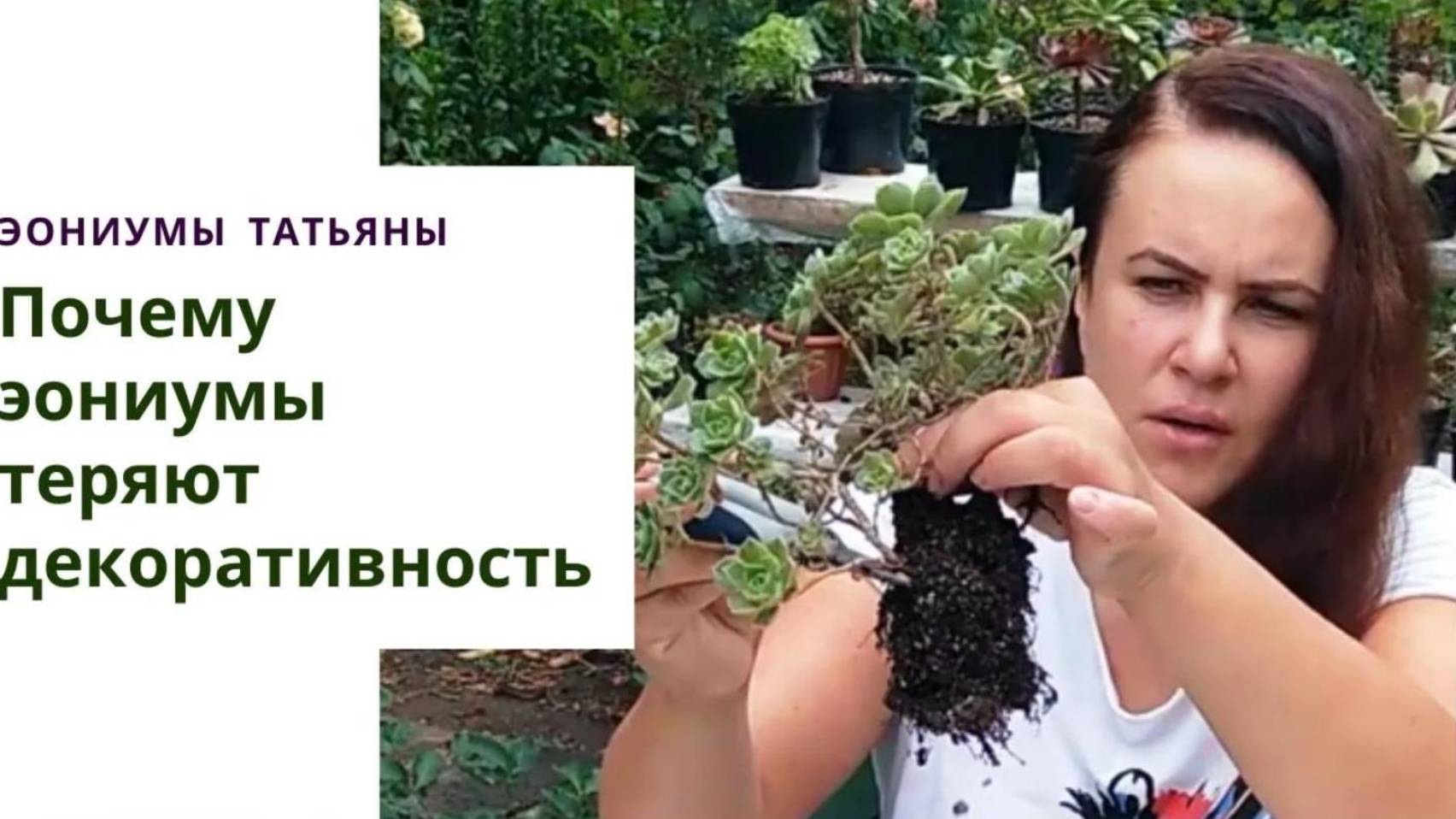 33. Что делать, когда эониумы теряют декоративность Уход в домашних условиях