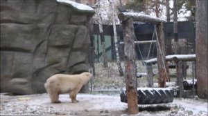 В ожидании рыбы Белка и Стрелка гоняют голубей, валяются и кушают бородинский хлеб 05.11.2025