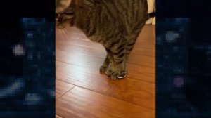 iNet 259. 10-11-2025