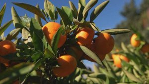 В Субтропическом научном центре РАН стартовал сезон сбора цитрусовых