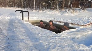 моржи Муравленко