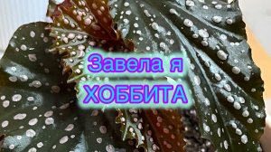 Завела я Хоббита! Посадка укореняшек!