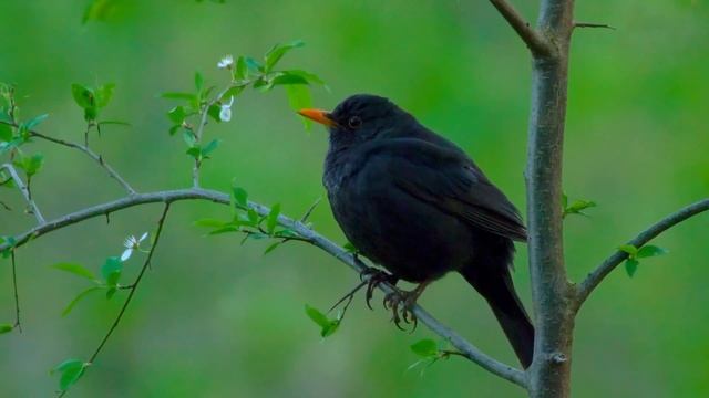 ЭТА МЕЛОДИЯ ТРОГАЕТ ДУШУ И ОСТАВЛЯЕТ НЕИЗГЛАДИМЫЙ СЛЕД В СЕРДЦЕ