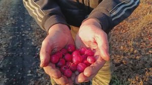 КАК МЫ ПРОВЕЛИ ВОСКРЕСЕНЬЕ, КУСОЧЕК НАШЕГО ДНЯ