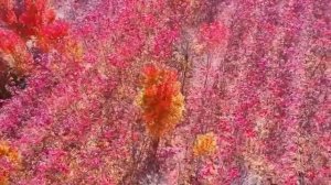 🍁Сезон алых клёнов в Сягэчжуане