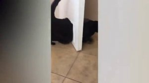 Смех до слёз.