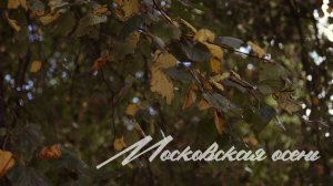 Московская осень