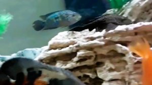 Аквариум в Торговом центре