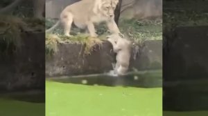 Ей показалось, что внизу трава #shorts