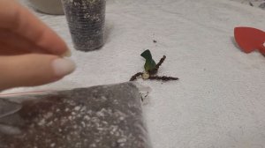 ЗАМИАКУЛЬКАС - пополнила коллекцию//как составить грунт//основные правила ухода