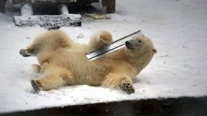 У медвежат Белки и Стрелки одна сестренка играет с шарами, а вторая нашла себе новую игрушку.