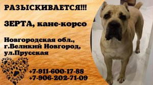 Пропала собака! ЗЕРТА, кане-корсо. Новгородская обл., г.Нижний Новгород.