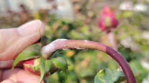 10-11-2025 Садовый дневник, розы и хризантемы