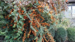 12=10=2025  КМР  КАЗАЧИЙ ХУТОР   (7)