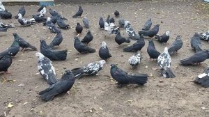 ‼️ЕСТЬ У ВАС ТАКИЕ ГОЛУБИ? 🕊😎