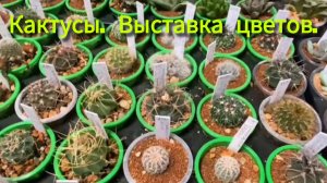 Кактусы и суккуленты. Выставка-продажа цветов г.Воронеж 25.10.2025г.