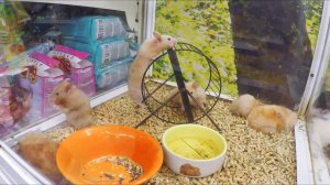 Такие НЯШные питомцы ! Зоомагазин :)