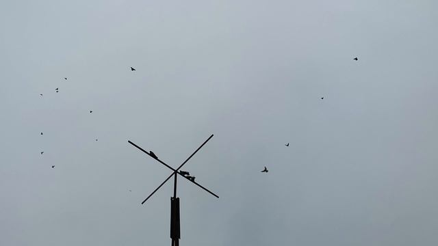 9.11.2025г Гон Птицы после Ярмарки ч 2 смотреть онлайн