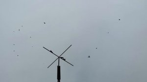 9.11.2025г Гон Птицы после Ярмарки ч 2