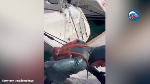 Осьминог напал на водолаза во время чистки яхты