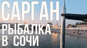 Сарган // Рыбалка в Сочи