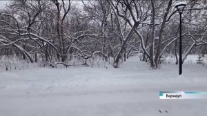 Барнаульский парк имени Ленина преобразится: там высадят 2600 новых деревьев