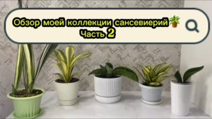 Обзор моей коллекции сансевиерий🪴Часть 2