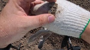 Монеты в говёном поле.