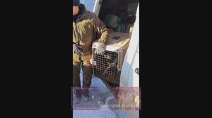 Спасение собачек от усыпления.