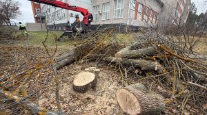 "Златкогейт" в Пензе. Горожане просят прокуратуру остановить массовое уничтожение деревьев в городе