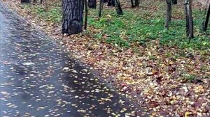 Тем временем 10.11.2025...Утренняя прогулка по парку "Покровское-Стрешнево", или Грустное танго