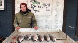 улов форели