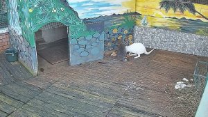 Крыса из под ног кенгуру еду таскает