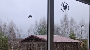 Подвески для спасения птиц. Как это развидеть. Вагонка в комнате готова