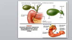 12 Гаева С.Ж.  Лекция 30-31  Анатомия пищеварительных желез