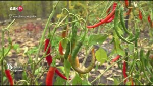 Вершки и корешки 06.11.2025 - Картофель