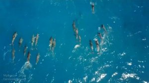 Глубокий, как океан голос дельфинов. 528гц + 936гц. Восстановление клеток ДНК. Пробуждение.