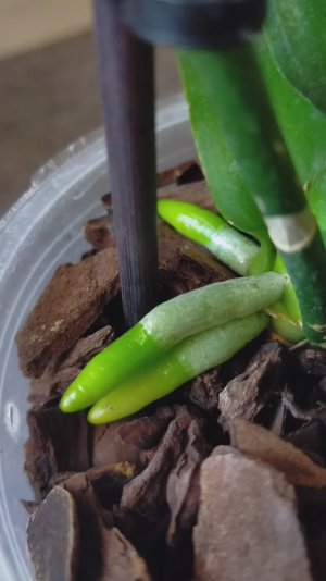 2 ошибки - и мои орхидеи мне ЭТОГО не простили 😭 Но ЭТА посадка все исправит