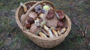 Тайны соснового бора. Какие грибы скрываются в хвое?