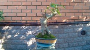 БонZай тропики Вьетнам фикус кистевидный инжирный Годзилла лето 2025 год