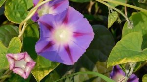 09=11=2025  ник  ТЭЦ   (34)