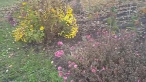 24.10 25г.   Обзор Огорода в конце ОКТЯБРЯ!!!👍👍👍🙂🙂🙂